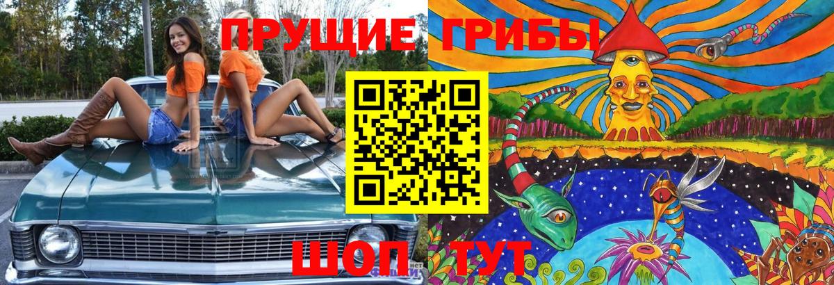 Галлюциногенные грибы прущие грибы  Борзя  Галлюциногенные грибы Cubensis 